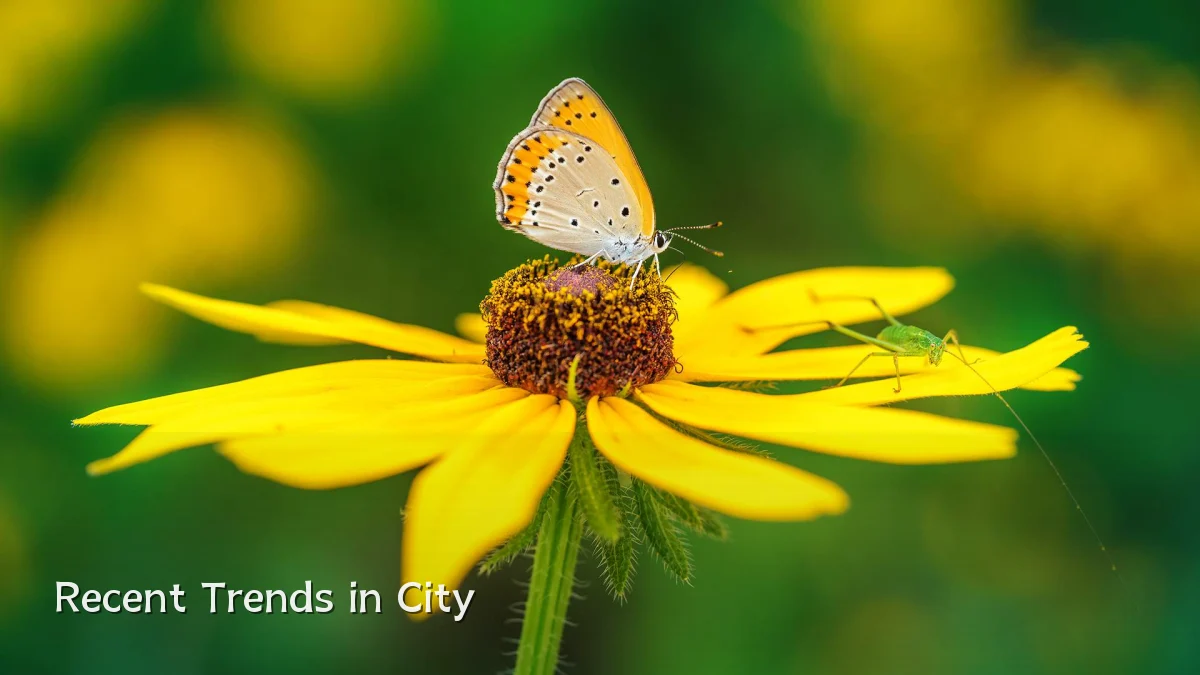 Recent Trends in City