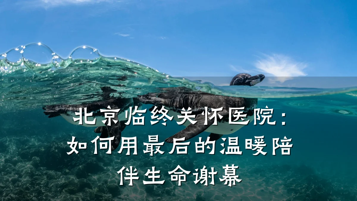 北京临终关怀医院:如何用最后的温暖陪伴生命谢幕