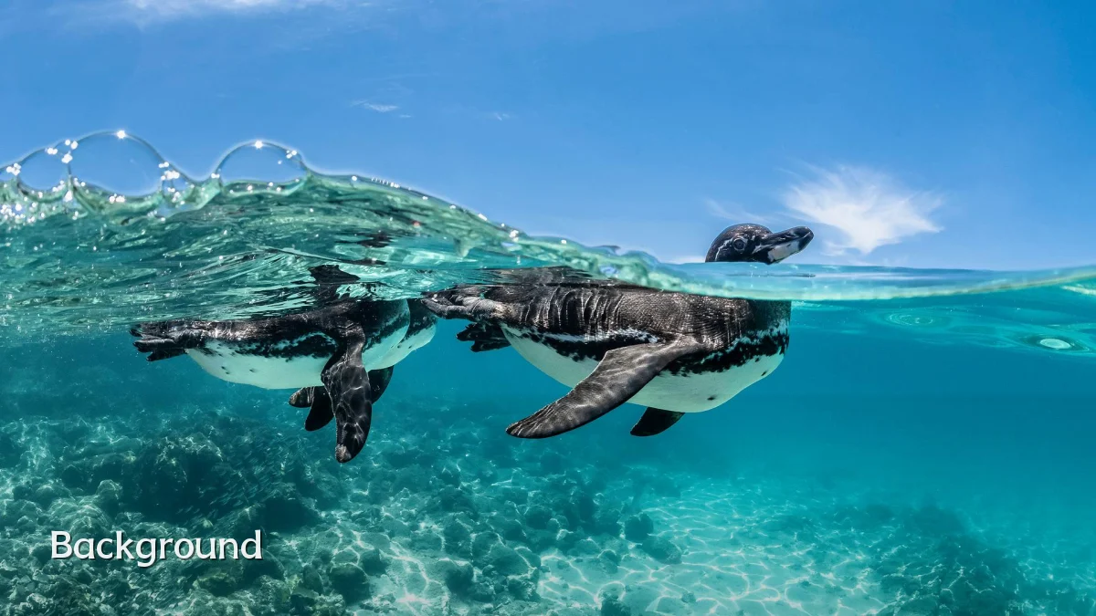 Background