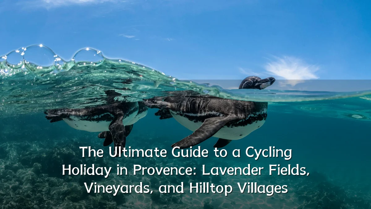 The Ultimate Guide to a Cycling Holiday in Provence: Lavender Fields, Vineyards, and Hilltop Villages